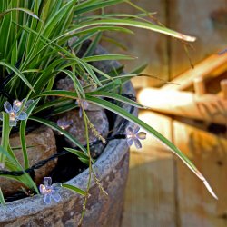 Bloom Noir De Lightson - Comprend : 10 mètres de chaîne lumineuse (+ 3 mètres de câble de démarrage) et un convertisseur AC/DC, qui se connecte avant la (première) chaîne.