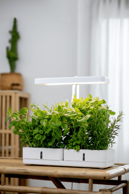 Lampe Pour Plantes Daisy Blanc De Airam - Le spectre lumineux produit une lumi&egrave;re rouge, qui est importante pour les plantes et les aide &agrave; pousser.