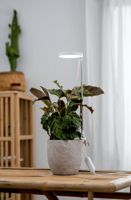 Lampe Pour Plantes Rose Blanc De Airam - La puissance lumineuse peut &ecirc;tre r&eacute;gl&eacute;e sur cinq niveaux &agrave; l'aide d'un variateur et une minuterie peut &ecirc;tre utilis&eacute;e pour r&eacute;gler la dur&eacute;e d'&eacute;clairage sur 8/12/16 heures.
