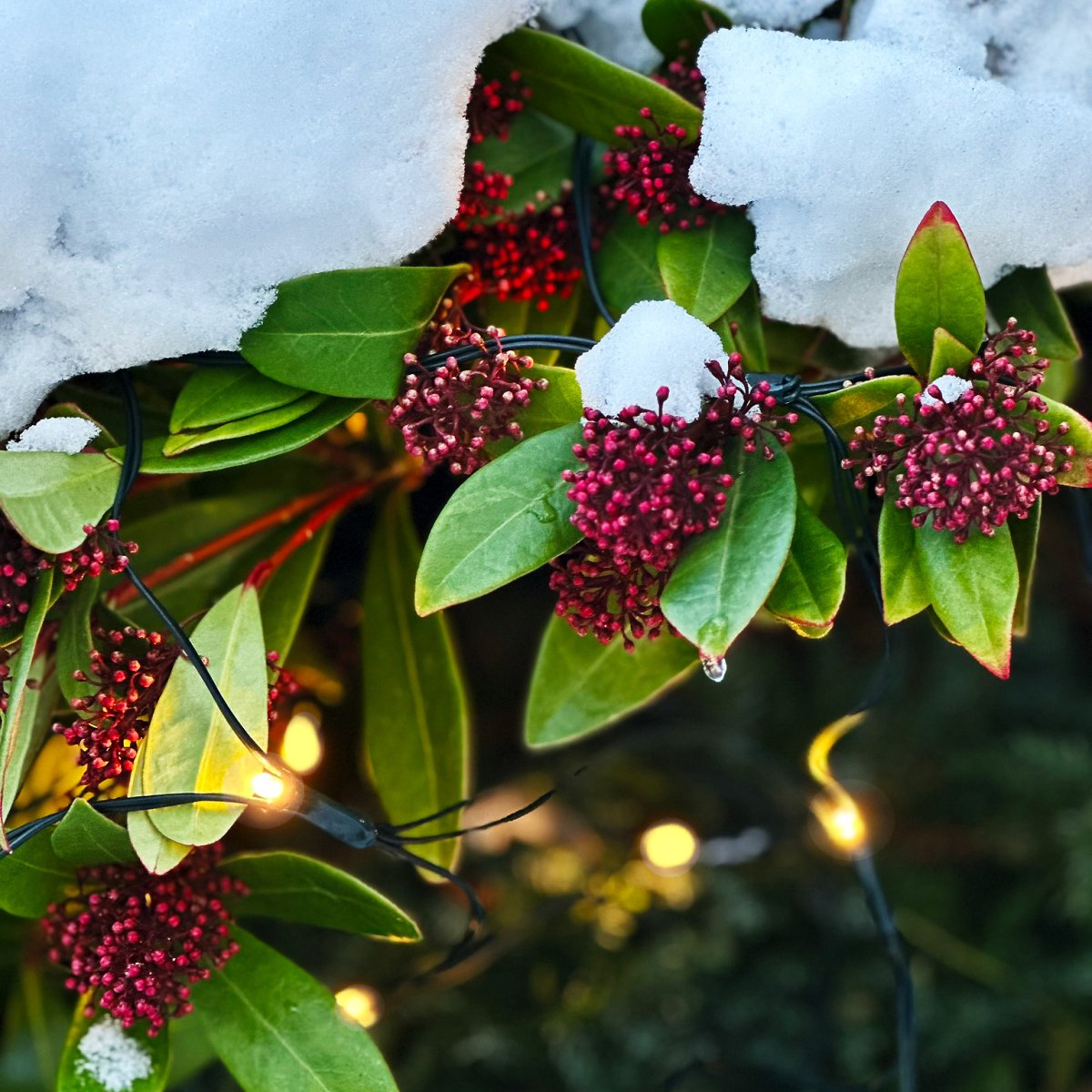 Net Vert foncé De Lightson - Pour une dur&eacute;e de vie optimale, nous recommandons de ne pas charger le transformateur &agrave; plus de 85 % de sa capacit&eacute; maximale.