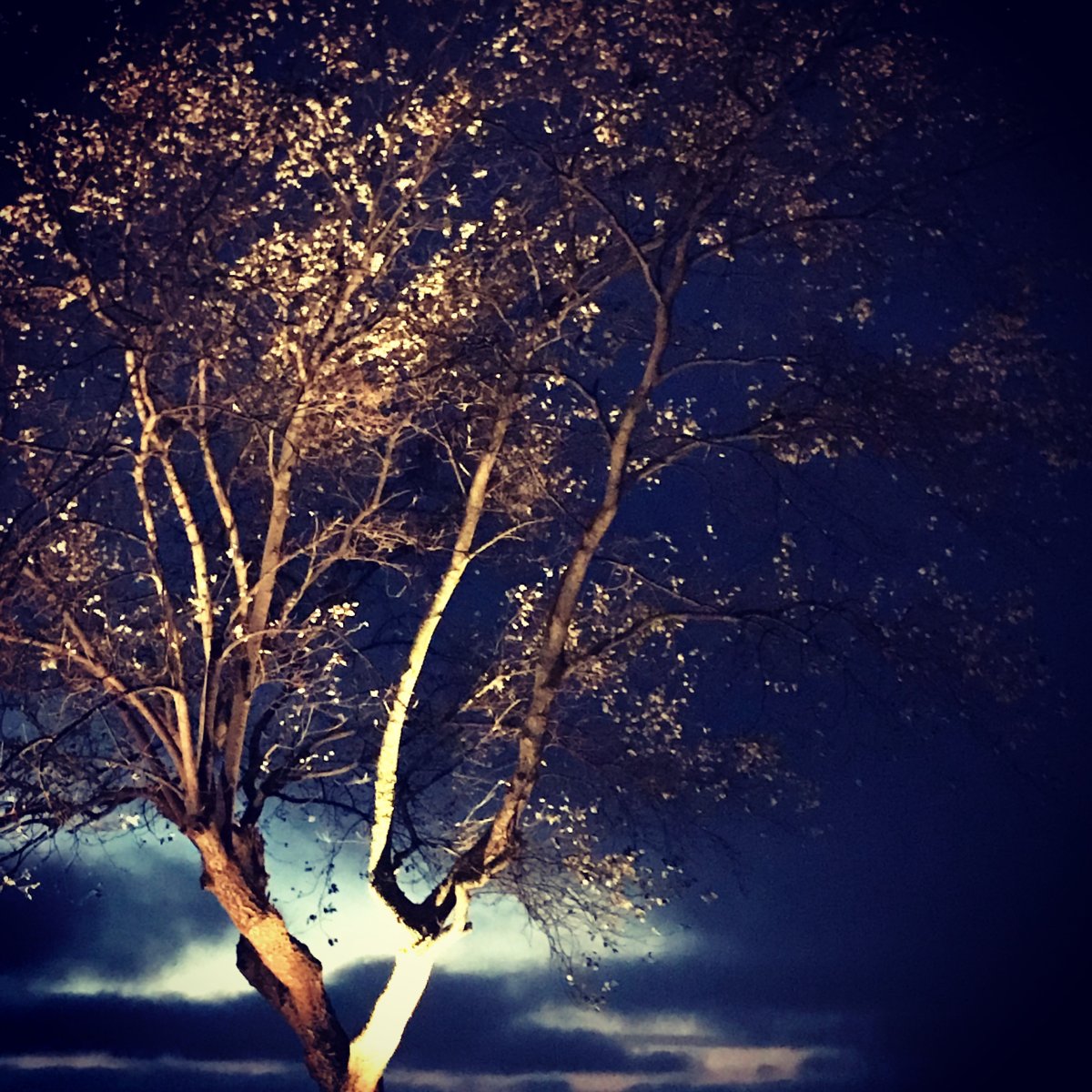 Sirius Noir De Lightson - En raison de l'angle de faisceau &eacute;troit, si vous placez la lampe directement sous un arbre, elle cr&eacute;e une puissante colonne de lumi&egrave;re directement et haut dans l'arbre.
