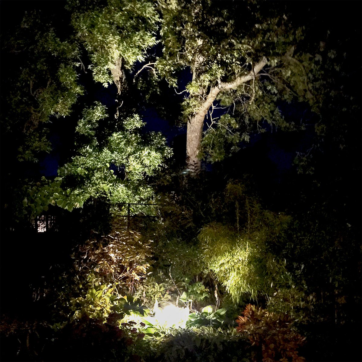 Sirius Noir De Lightson - En raison de l'angle de faisceau &eacute;troit, si vous placez la lampe directement sous un arbre, elle cr&eacute;e une puissante colonne de lumi&egrave;re directement et haut dans l'arbre.