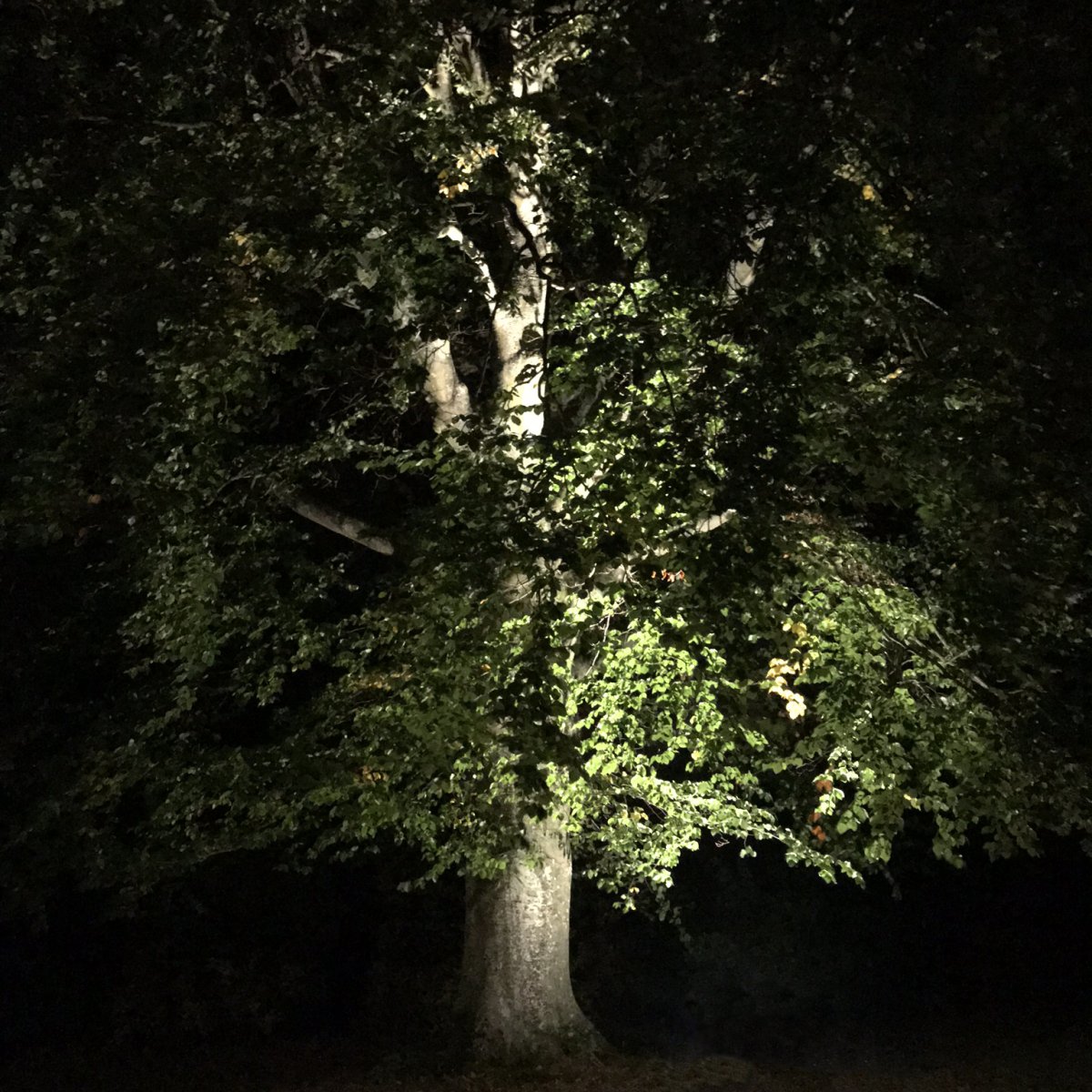 Castor Noir De Lightson - Dans un jardin, l'objectif principal est généralement d'éviter la tondeuse à gazon et le risque de trébuchement pour, par exemple, les enfants qui jouent, mais aussi d'éviter de voir la lampe elle-même.