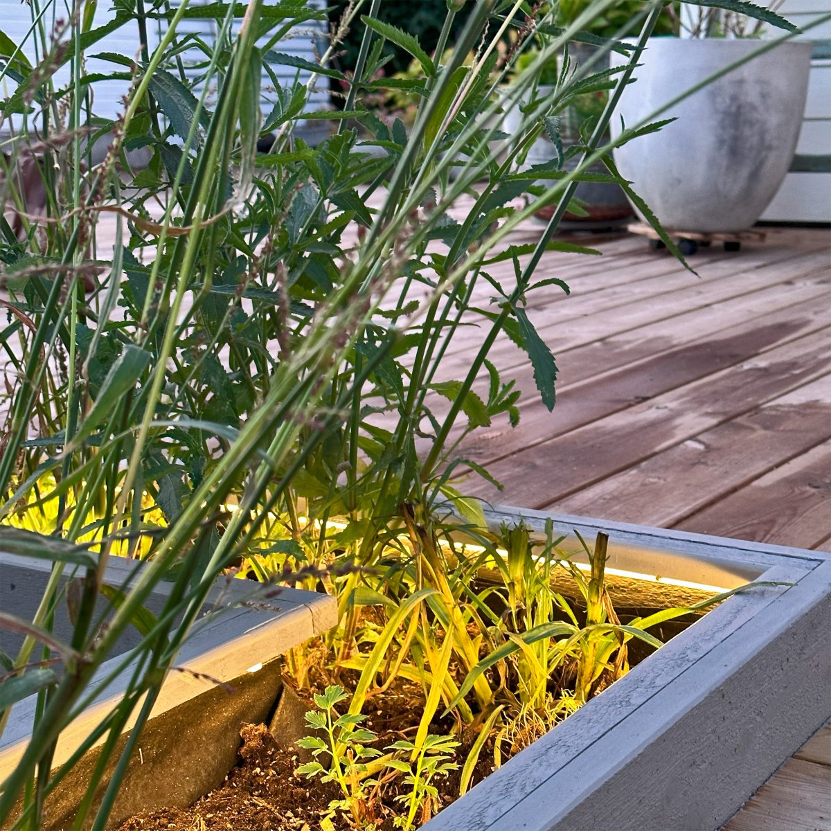 Strip (2.5m) Transparent De Lightson - Veuillez noter que si vous souhaitez couper la bande et la placer à l'extérieur, vous devrez remplir le joint d'extrémité inclus avec de la colle silicone (non incluse) pour le rendre étanche.